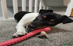 Jack Russell dogs for sale: Miniature Jack Russell Terrier - Image 4