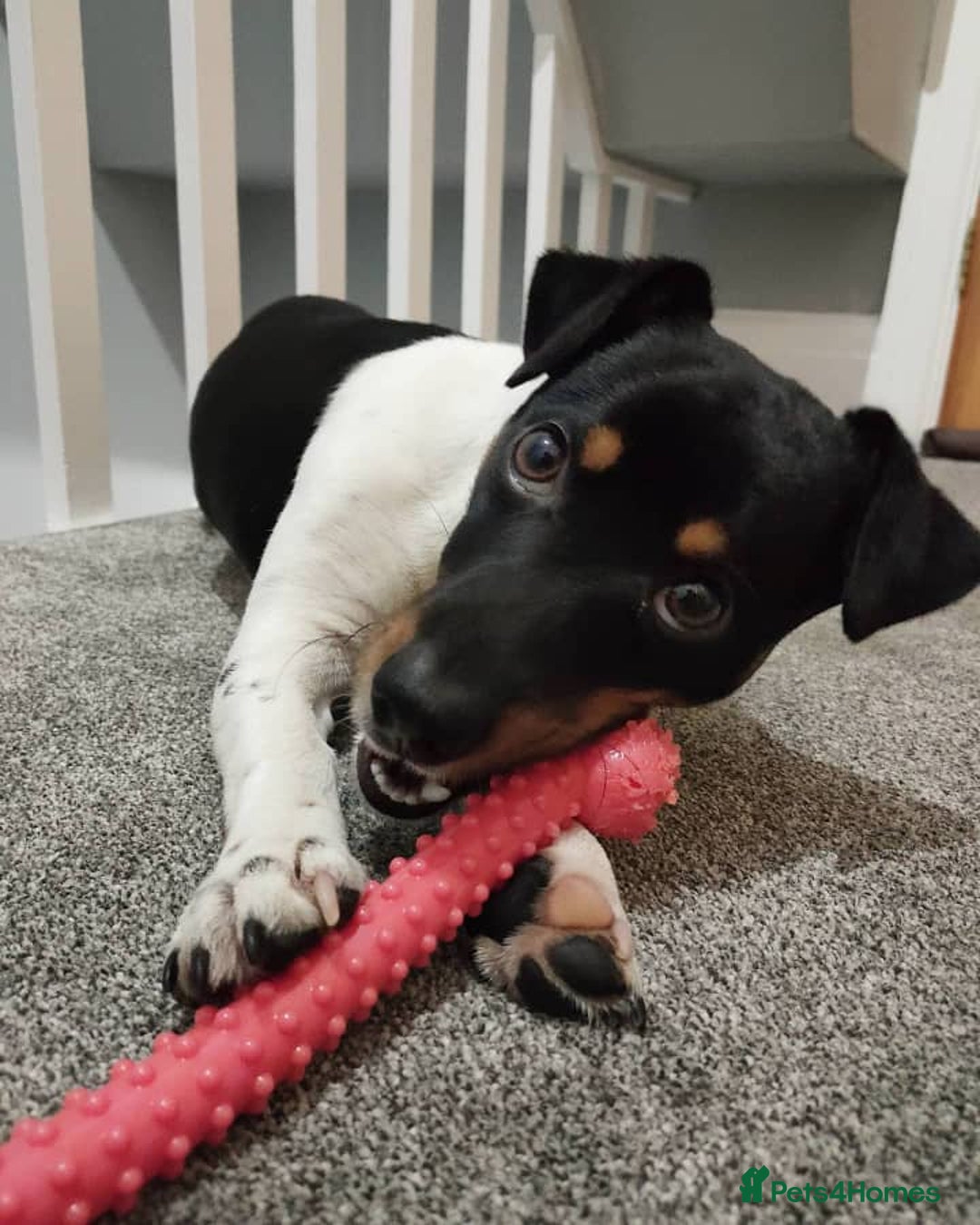 Jack Russell dogs for sale: Miniature Jack Russell Terrier - Image 4