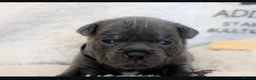 Staffordshire Bull Terrier dogs for sale: %Bloodline Staffordshire Bull Terrier Pups in Rugby - Advert 5