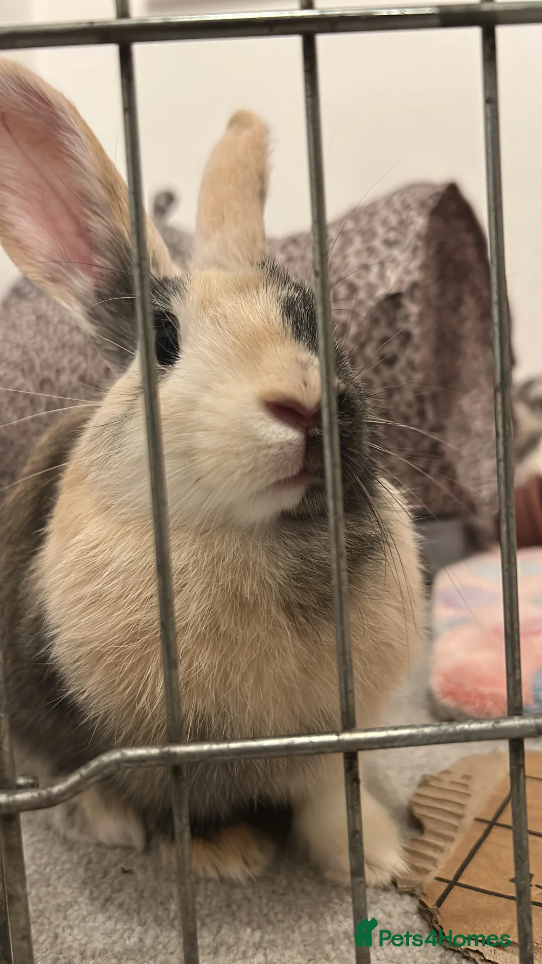 Mixed Breed rabbits for sale: 5 month old bunny girl - Advert 3