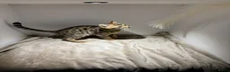 Bengal cats for sale: Tica Registered Pedigree Bengal kittens in Leeds - Advert 18
