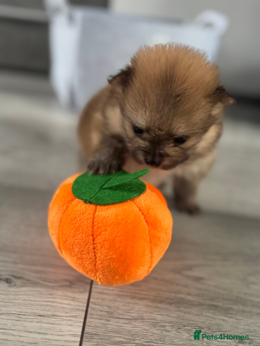 Pomeranian dogs for sale: KC registered Pomeranian puppies - Image 5