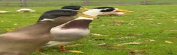Ducks poultry for sale: Mixed coloured runner drakes - Advert 3