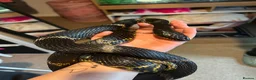Rat Snake reptiles for sale: Russian Rat Snake with Vivarium and all items - Advert 8