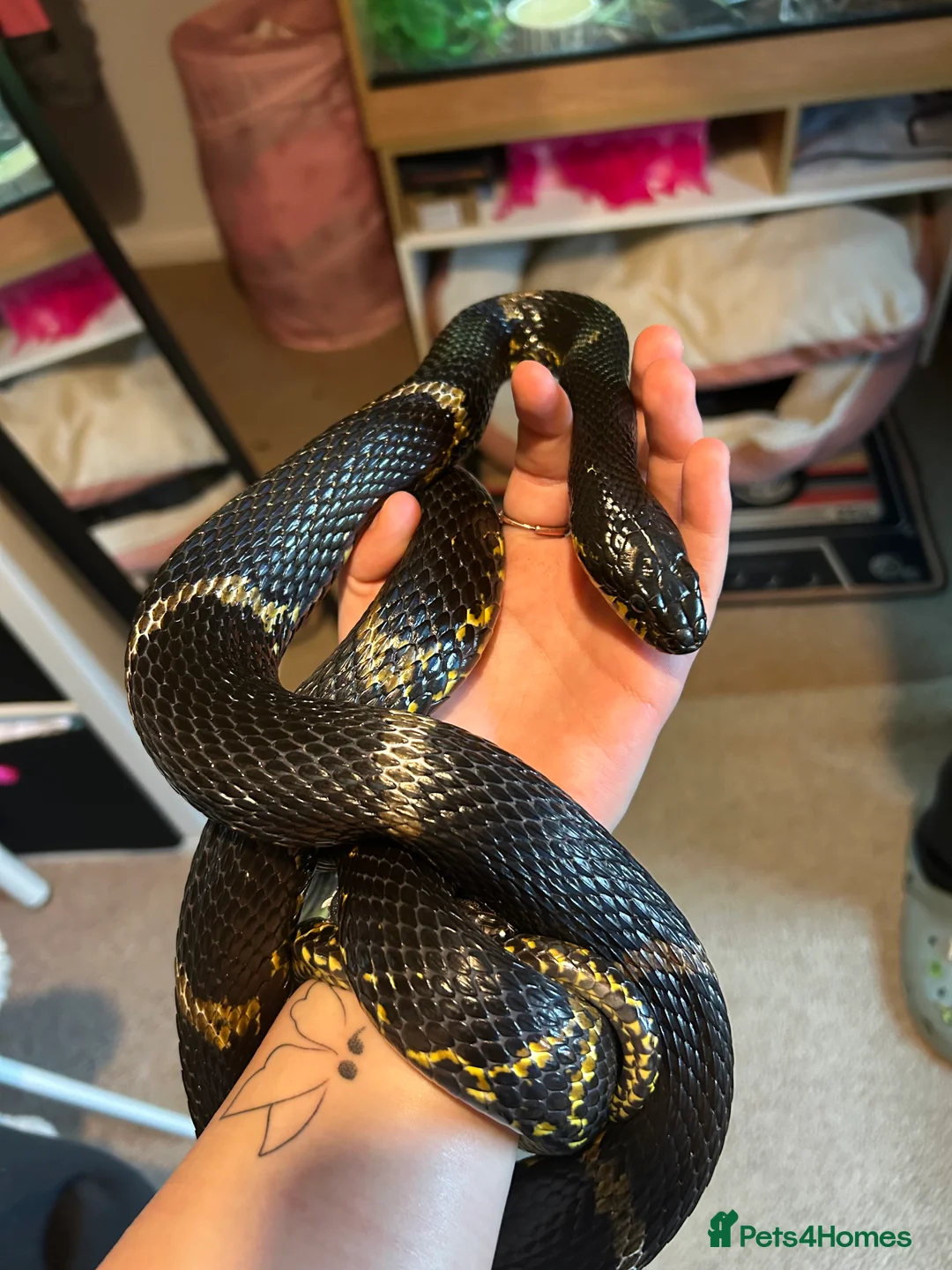 Rat Snake reptiles for sale: Russian Rat Snake with Vivarium and all items - Advert 8