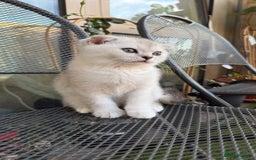 Scottish Fold cats for sale: 🐱 One boy left 🐱 Open for offers ❤️ - Image 18