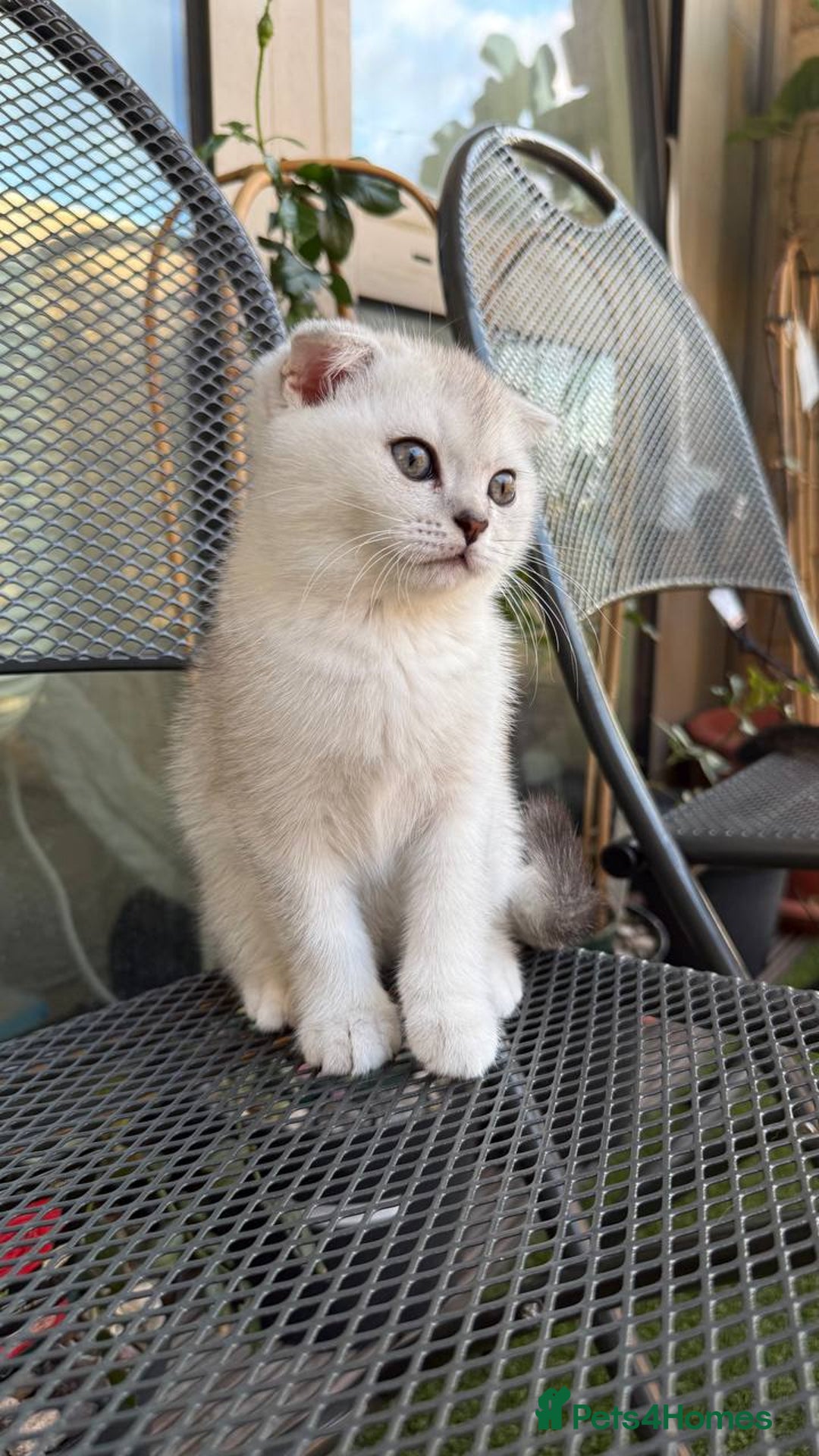 Scottish Fold cats for sale: 🐱 One boy left 🐱 Open for offers ❤️ - Image 18
