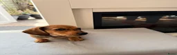 Chiweenie dogs for sale: 5 beautiful mini dachshund x chihuahua puppies - Advert 24