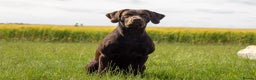 Labrador Retriever dogs for stud: Working Chocolate Labrador available for stud in Winchester - Advert 3