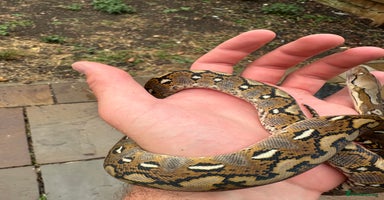 Python Snake reptiles - Advert 6