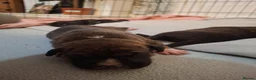 Staffordshire Bull Terrier dogs for sale: Beautiful Staffordshire bull terrier pups ❤️🐶 - Advert 20