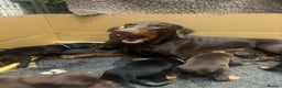 Dobermann dogs for sale: Beautiful chunky Dobermans puppies  - Advert 3