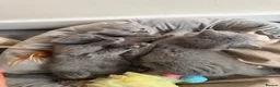 British Shorthair cats for sale: Stunning GCCF Reg. British Shorthair Kittens 🐾 - Advert 20
