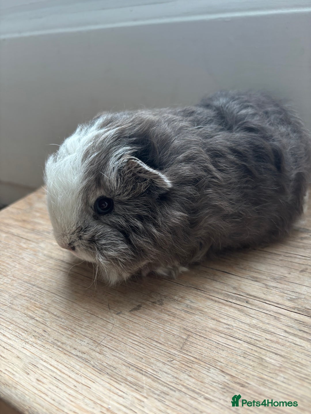 Guinea Pig rodents for sale: Proven Swiss Boar 9 months and son - Advert 10