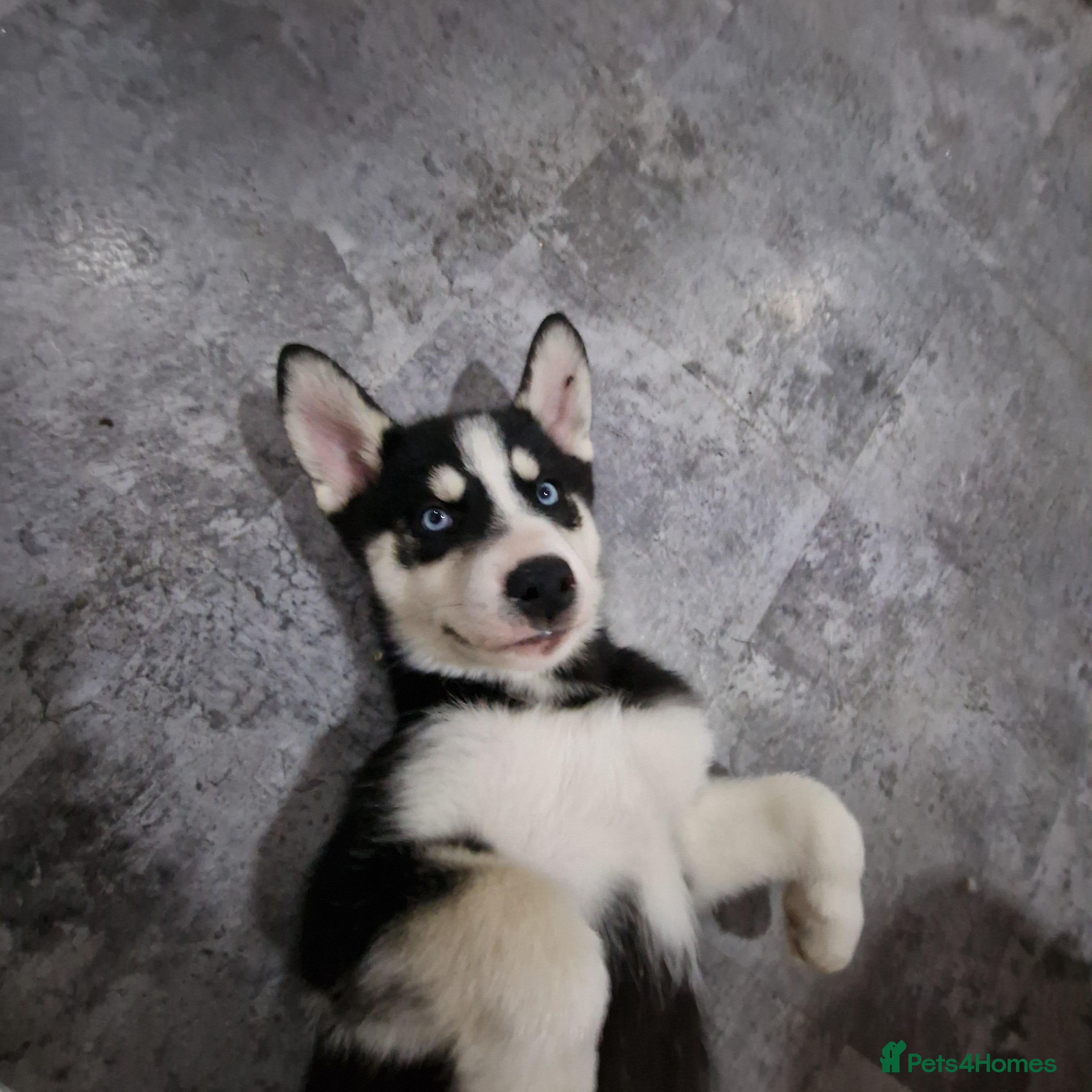 Siberian Husky dogs Adorable Husky pups for sale  - Advert 5