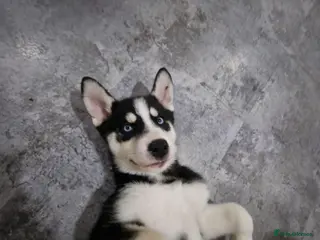 Siberian Husky dogs Adorable Husky pups for sale - Advert 5