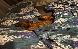 Miniature Dachshund dogs for sale: Rosie and sandy - miniature dachshund  - Image 5