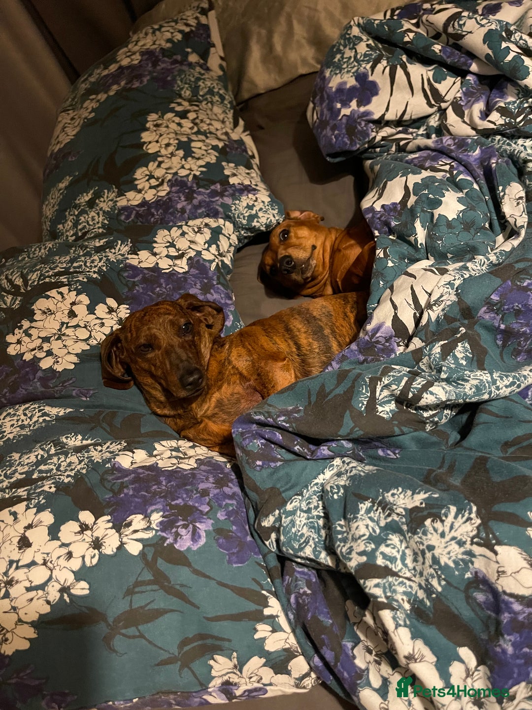 Miniature Dachshund dogs for sale: Rosie and sandy - miniature dachshund  - Image 5