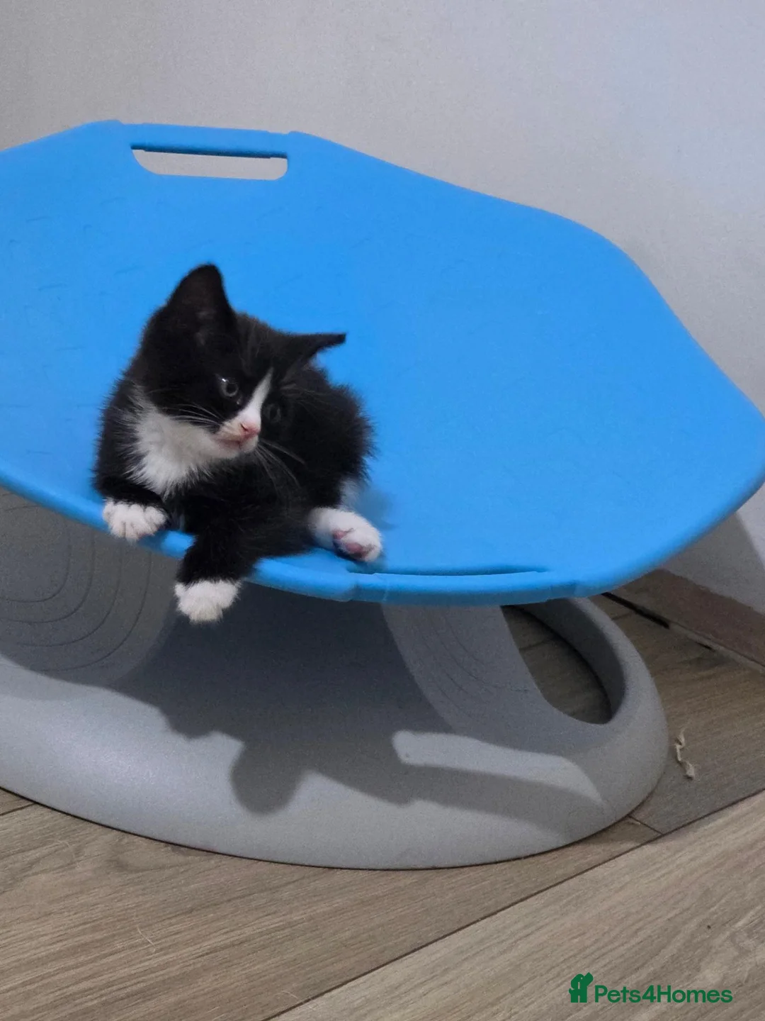 Mixed Breed cats for sale: 3 male kittens - Advert 2