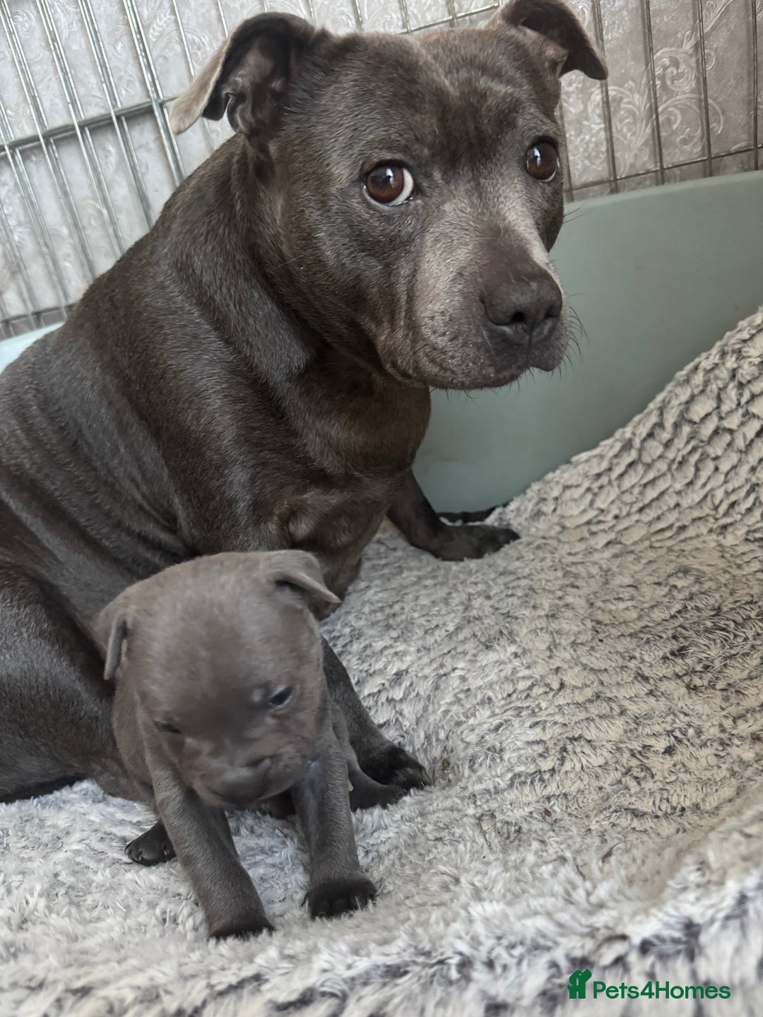 Staffordshire Bull Terrier dogs for sale: Staffordshire Bull Terrier - Advert 1