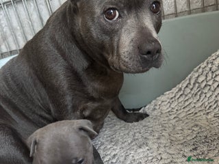 Staffordshire Bull Terrier dogs Staffordshire Bull Terrier - Advert 9