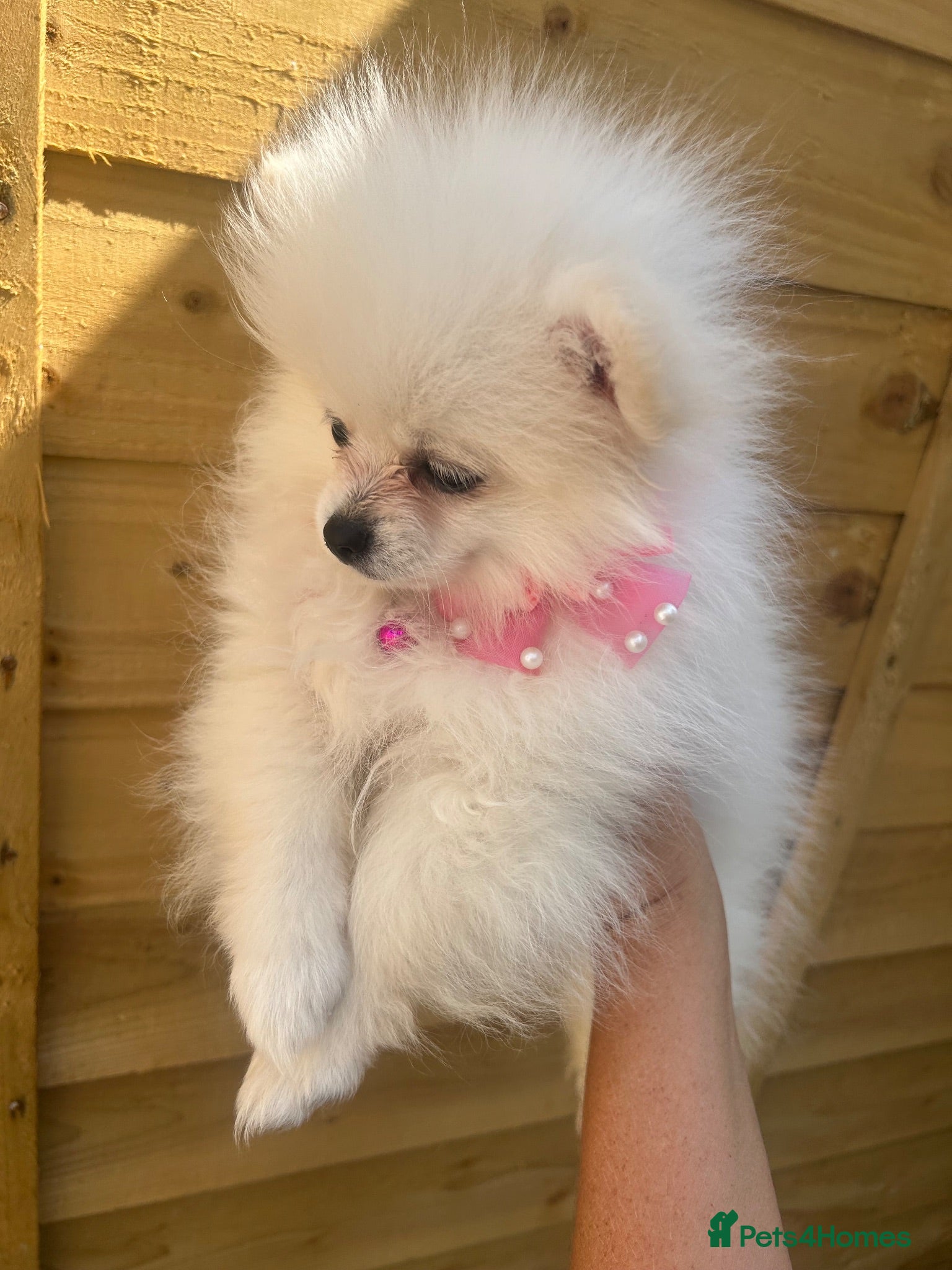 Pomeranian dogs one little girl Pomeranian puppies - Advert 1