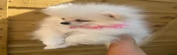 Pomeranian dogs for sale: one little girl Pomeranian puppies - Advert 1