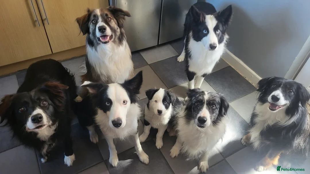 Border Collie dogs for sale: Callie needs a new home  - Advert 23