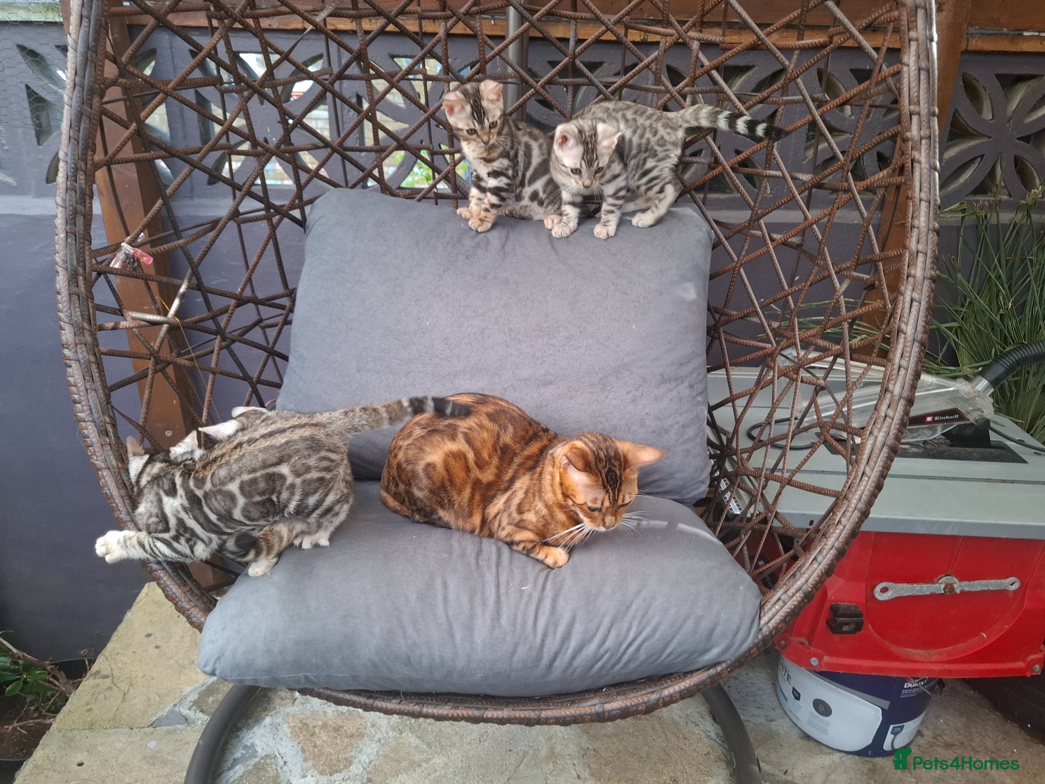 Bengal cats Outstanding Bengal Kittens – 5★ Licensed Cattery - Advert 2