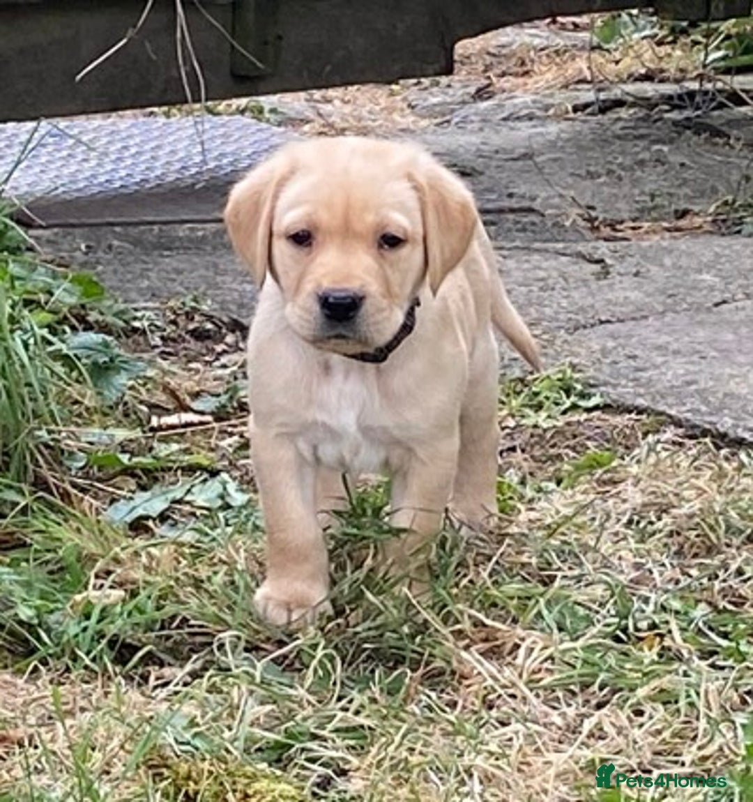 Labrador Retriever dogs for sale: Gorgeous Labrador puppies for sale - Image 19