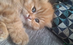 British Longhair cats for sale: 2 x Rare and stunning Pedigree BLH kittens - Image 4