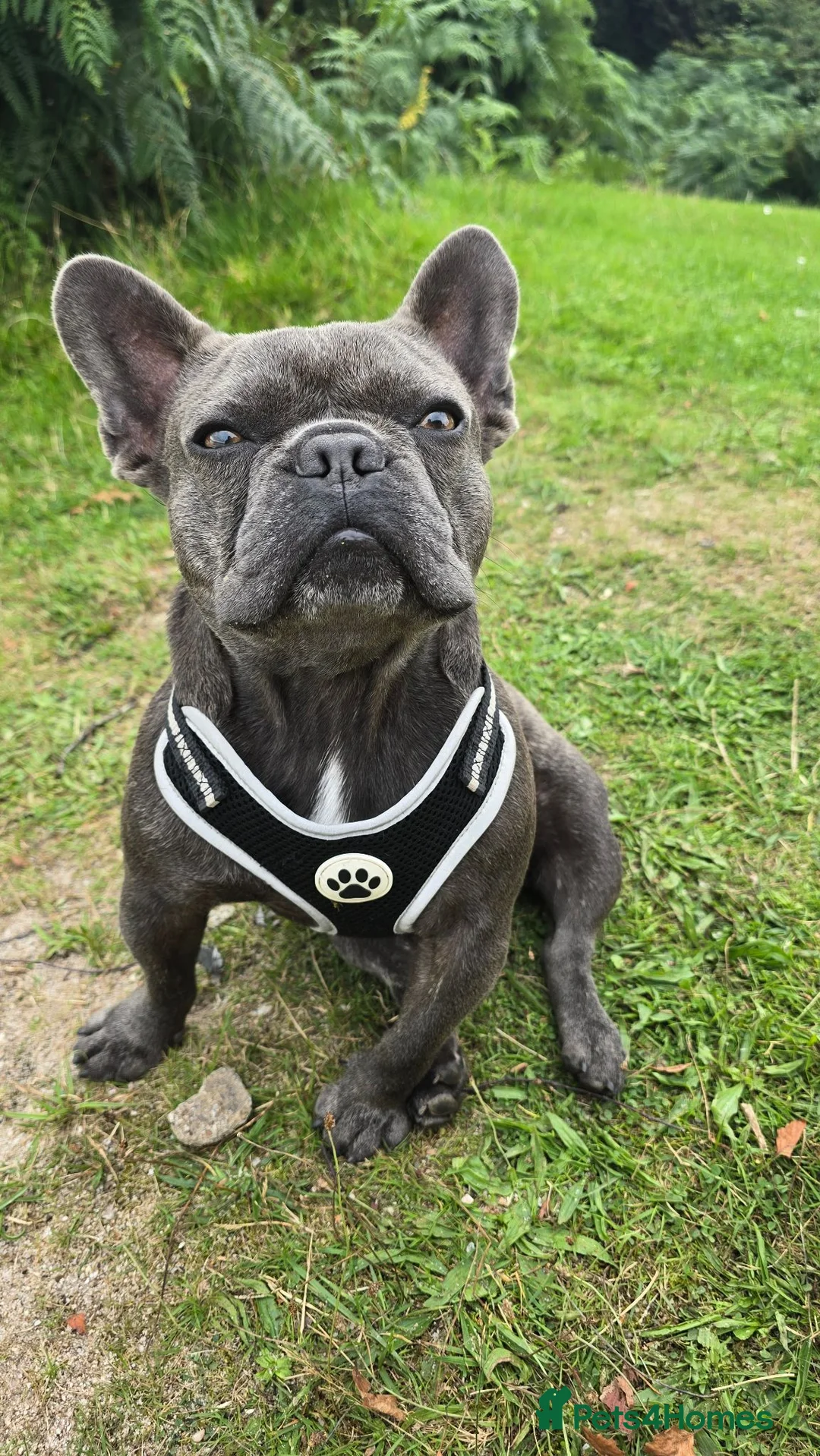 French Bulldog dogs for stud: French Bulldog for stud  - Advert 2