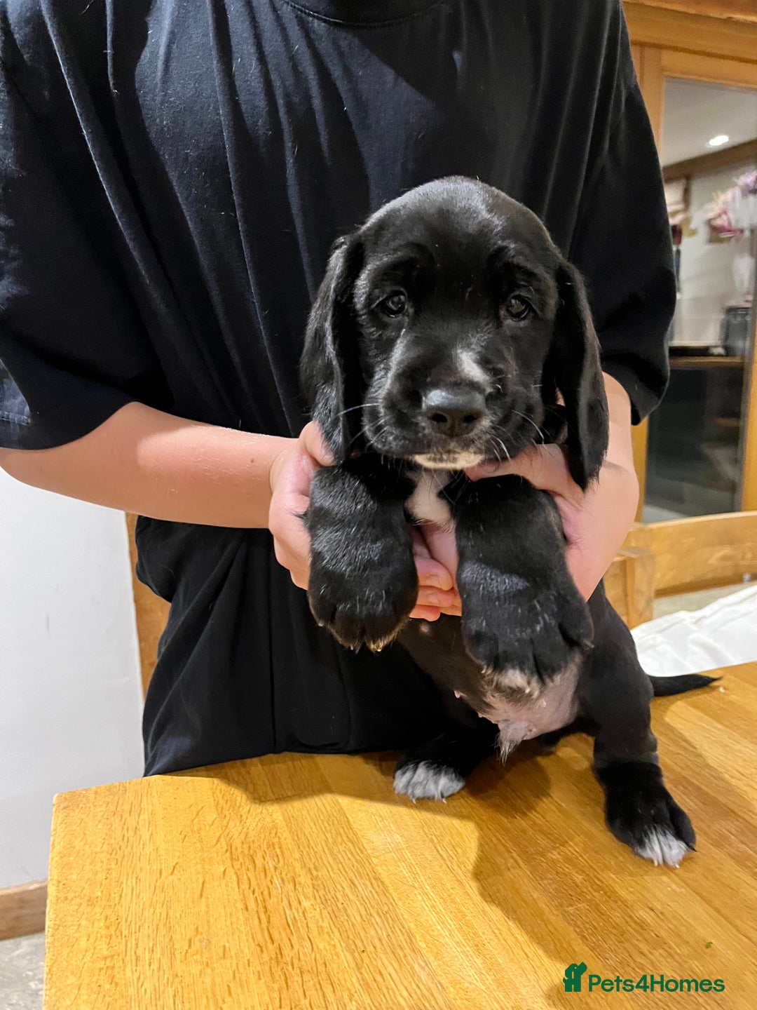 Bocker dogs for sale: Bocker Puppies for Sale - Image 19