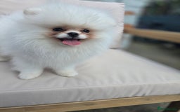 Pomeranian dogs for sale: Pure white Korean Pomeranian in Nottingham - Image 5