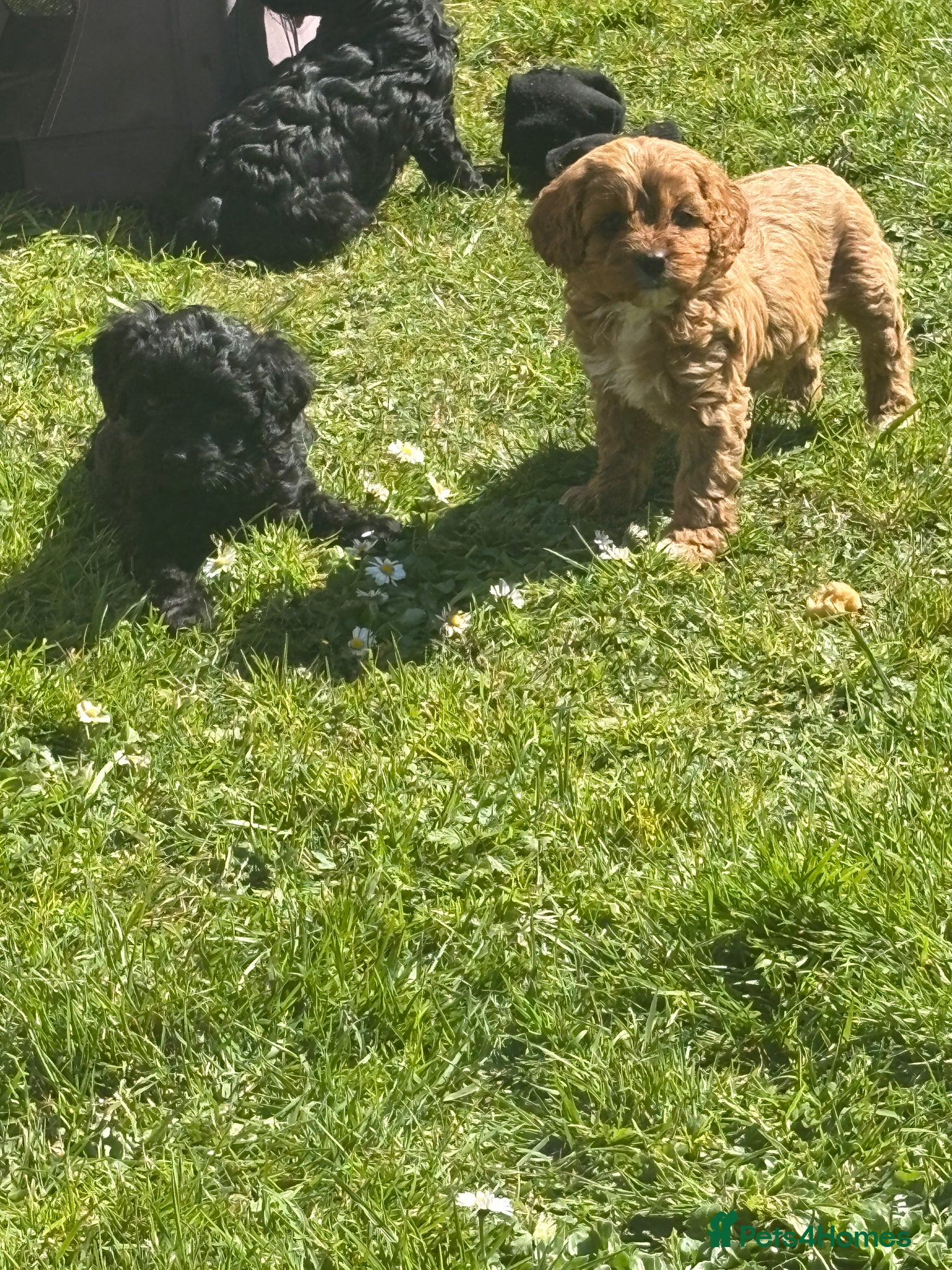 Cavapoo dogs Toy Cavapoo  - Advert 6