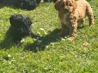 Cavapoo dogs Toy Cavapoo - Advert 6