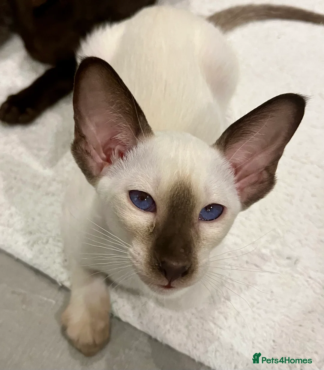 Siamese cats for sale: Supreme Pedigree Siamese kittens GCCF registered  - Advert 15
