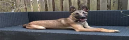 Belgian Shepherd Dog dogs for sale: Female Belgian shepherd  in Leeds - Advert 9