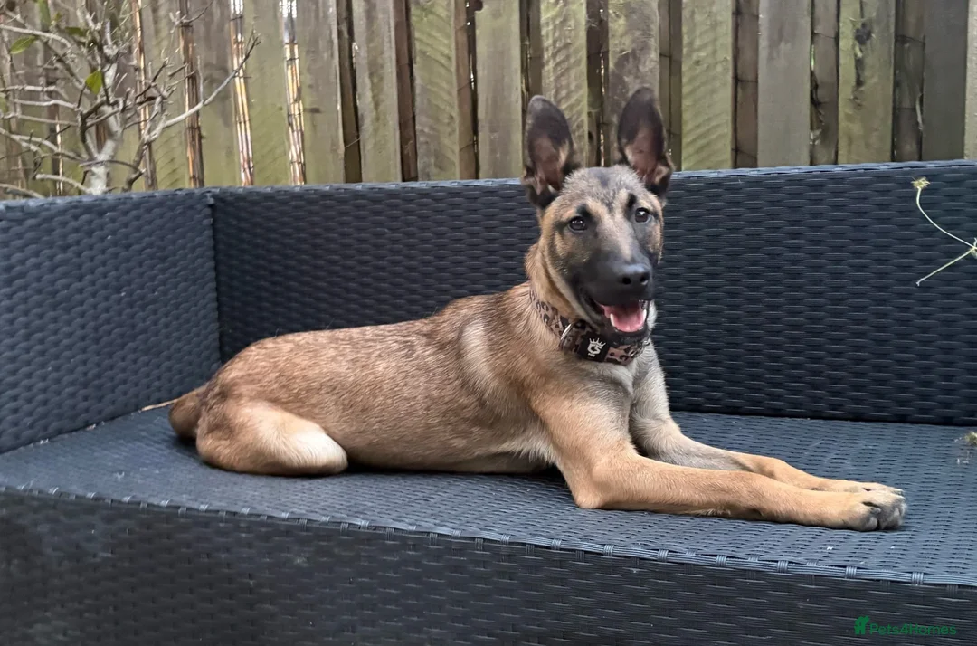 Belgian Shepherd Dog dogs for sale: Female Belgian shepherd  in Leeds - Advert 9