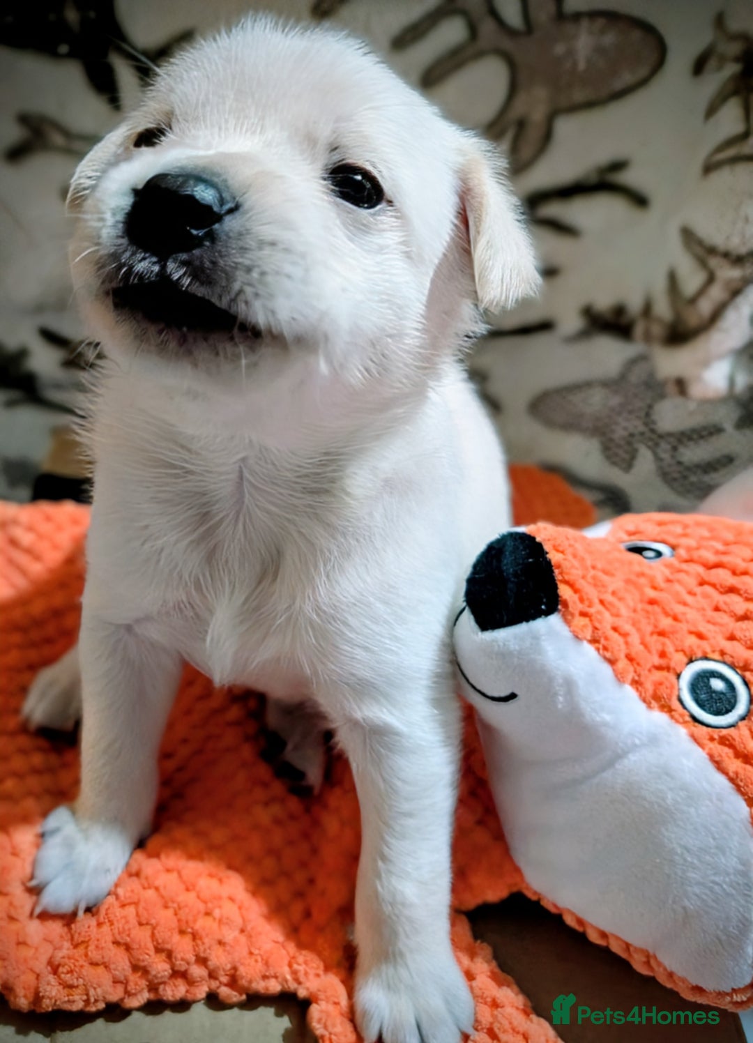 Pomapoo dogs for sale: Pomanauzepoo - Advert 13