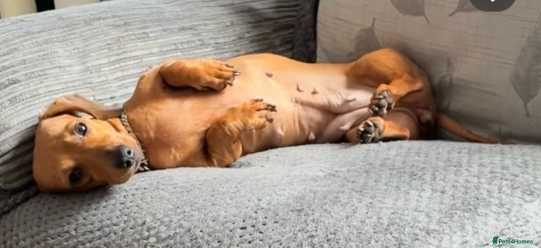 Miniature Dachshund dogs for sale: Litter of 5 beautiful miniature Dachshunds - Advert 7