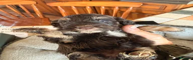 Cockapoo 5