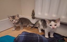Mixed Breed cats for sale: Beautiful Kittens  - Image 2