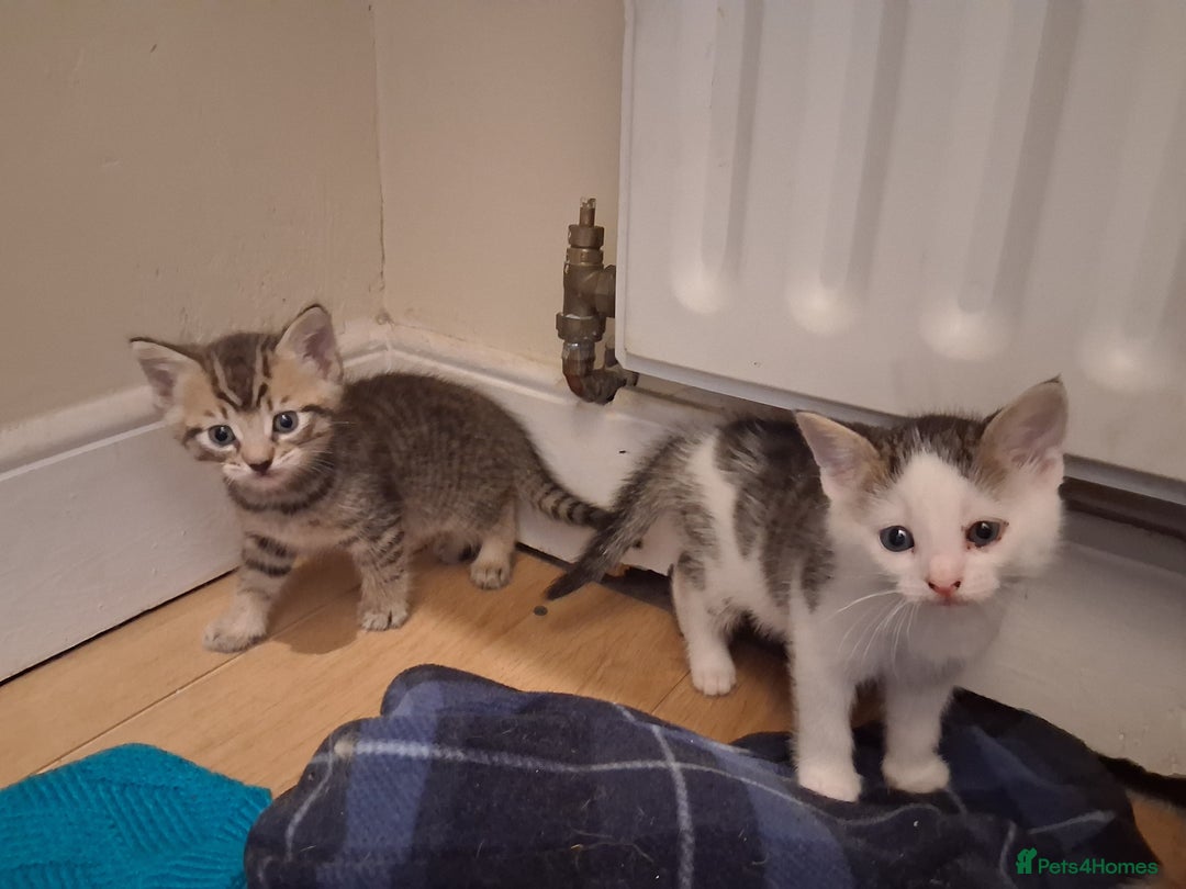 Mixed Breed cats for sale: Beautiful Kittens  - Image 2