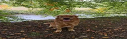 Golden Retriever dogs for stud: HANDSOME DARK GOLDEN RETRIEVER STUD-PICK OF LITTER - Advert 27