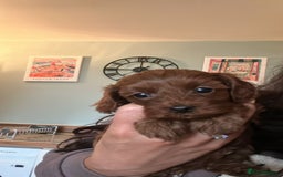 Cavapoo dogs for sale: 🌟Rare Tiny Toy Cavapoo F1B - Image 5