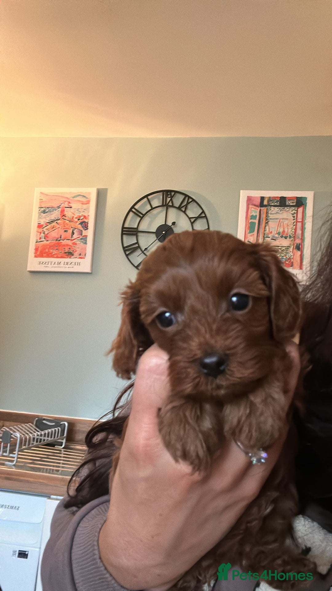 Cavapoo dogs for sale: 🌟Rare Tiny Toy Cavapoo F1B - Image 5