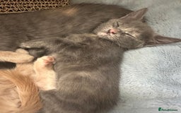 Ragdoll cats for sale: 6 beautiful well loved kittens. 2 girls remaining - Image 25