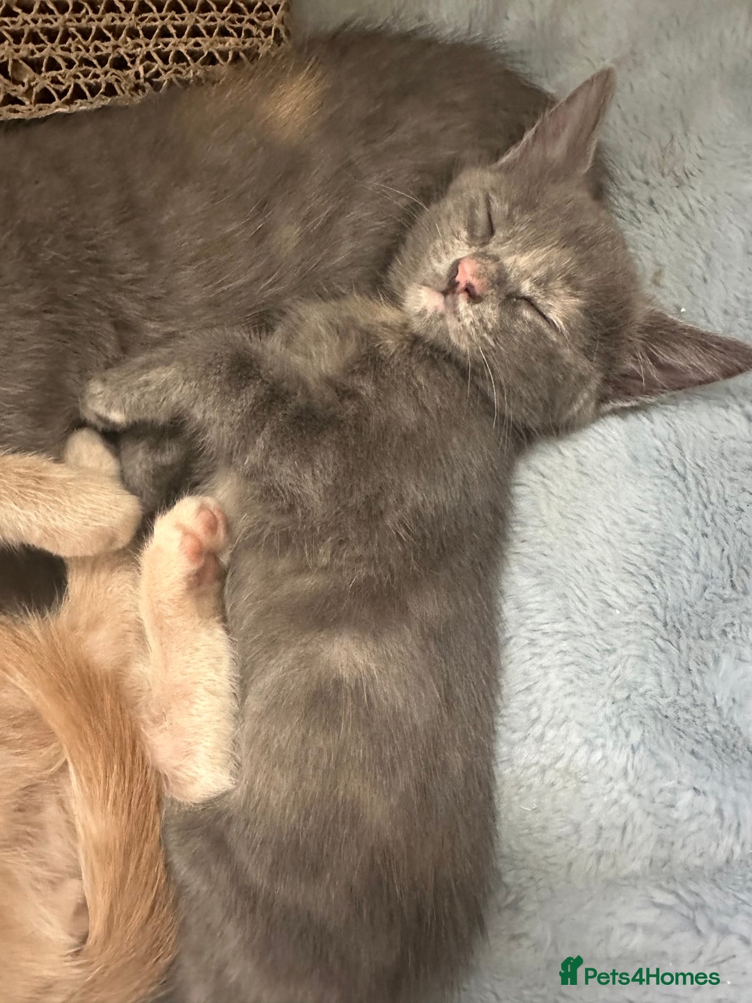 Ragdoll cats for sale: 6 beautiful well loved kittens. 2 girls remaining - Image 25