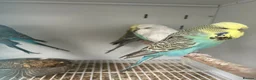 Mixed Breed birds for sale: Various Stunning Birds Available  - Advert 13
